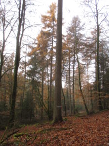 Mélèze sur pied