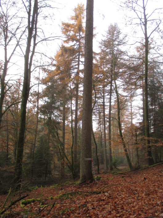 Mélèze sur pied