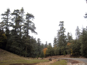 Forêt de cèdres