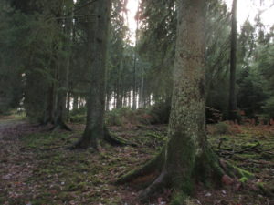 Pieds d'épicéas en forêt