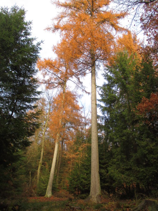 Mélèze sur son site naturel