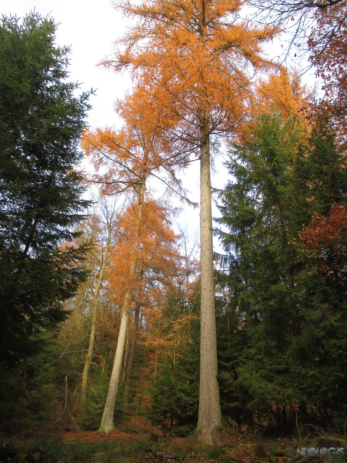 Mélèze sur son site naturel