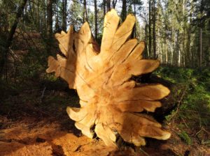 Red Cedar français