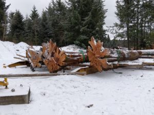 Quelques grumes déchargées sous la neige